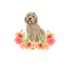 Labradoodle Dog