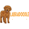Labradoodle Dog