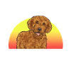 Labradoodle Dog