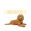 Labradoodle Hund
