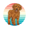 Labradoodle Dog