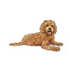 Labradoodle Dog
