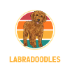 Labradoodle Dog