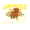 Labradoodle Dog