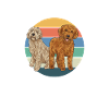 Labradoodle Hund