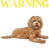 Labradoodle Chien