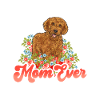 Labradoodle Dog