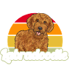 Labradoodle Dog