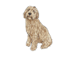 Labradoodle Dog