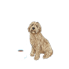 Labradoodle Chien