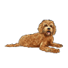 Labradoodle Chien