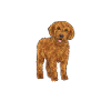 Labradoodle Dog