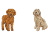 Labradoodle Dog