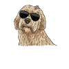Labradoodle Chien