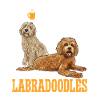 Labradoodle Dog