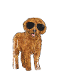 Labradoodle Dog