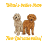Labradoodle Dog