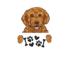 Labradoodle Dog
