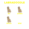 Labradoodle Chien