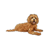 Labradoodle Dog
