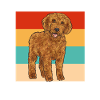 Labradoodle Dog
