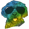 Labradoodle Chien