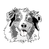 Australian Shepherd