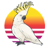 Cockatoo at sunrise