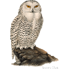 Snowy Owl