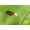 le papillon sur la fleur