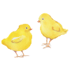 Chick siblings