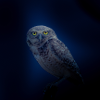 hibou chouette