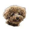 Caniche
