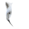 wolf 3