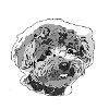Poodle