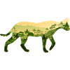 Ocelot