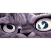 Le chat vous regarde