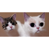 Two sweet cats