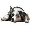 Australian Shepherd