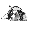 Australian Shepherd
