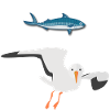 Norwegen: Seemöwe/Seagul Fisk