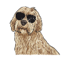 Labradoodle Dog