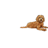 Labradoodle Chien