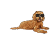 Labradoodle Chien