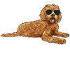 Labradoodle Chien