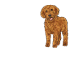 Labradoodle Dog