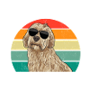 Labradoodle Chien