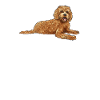 Labradoodle Dog