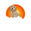 Labradoodle Dog