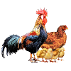 hen chicks rooster